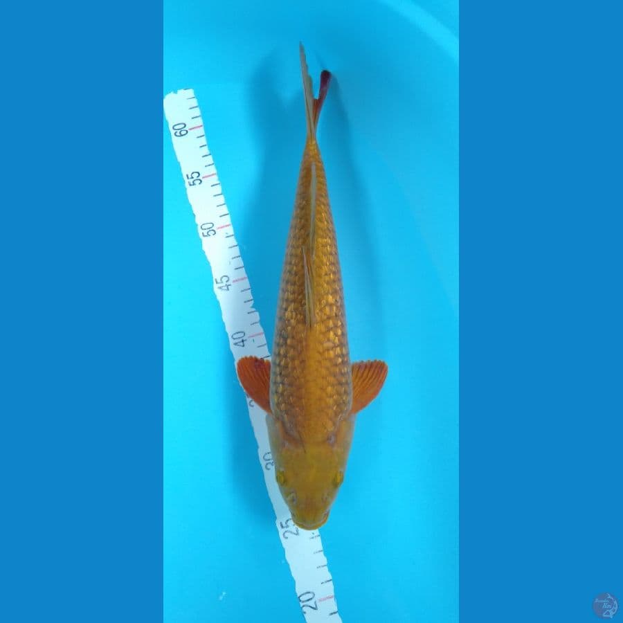 Chagoi Tembaga ginrin M 39cm