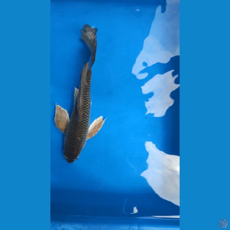 Kumpay, 36cm

*Teliti sebelum melakukan bidding
*Ikan dalam kondisi siap dan siap kirim
*Harga ikan belum termasuk ongkir + packing
*Dilarang keras BID & RUN
*Konfirmasi pemenang 1x24 jam
*Wajib rekpen atau rekber

Lokasi Blitar
Cp 085815920001

Terimakas