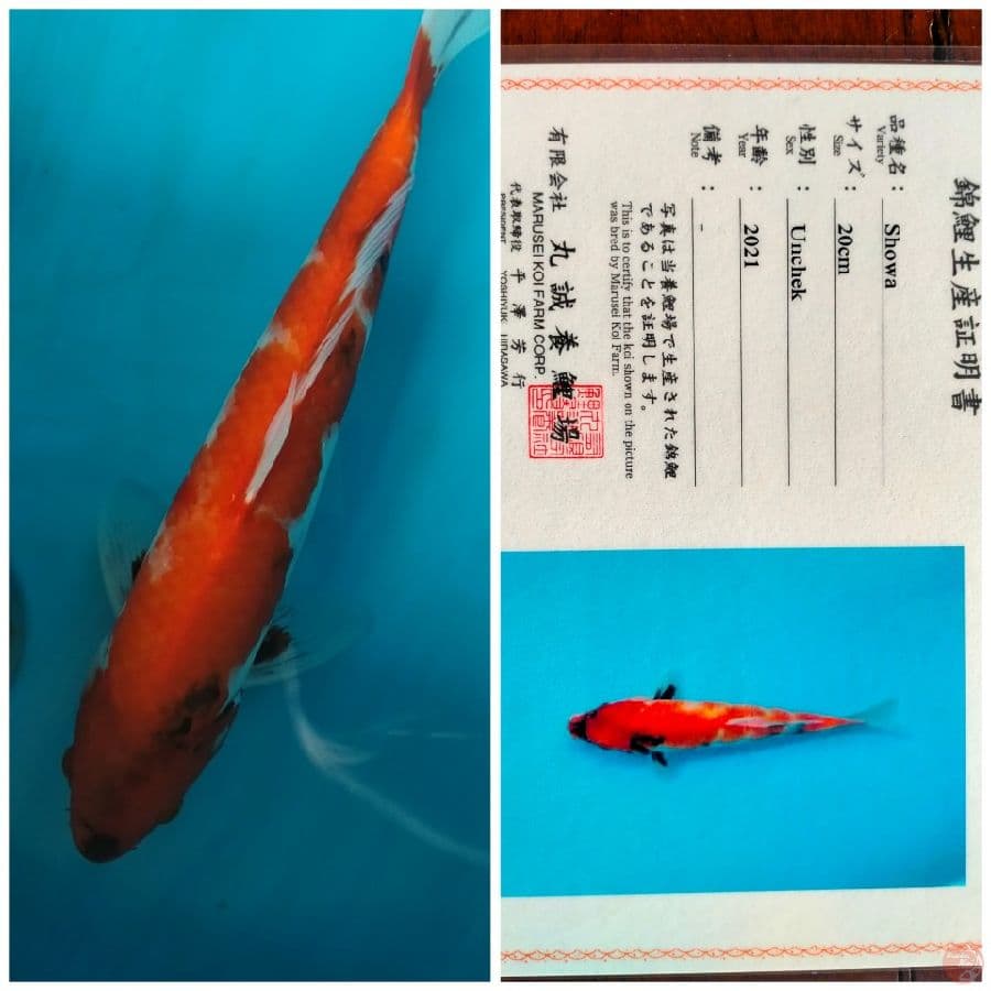 Showa Import Farm Marusei 34 cm