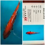 Showa Import Farm Marusei 34 cm
