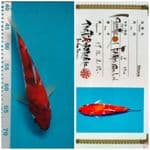 Showa Import Farm ISA 28cm