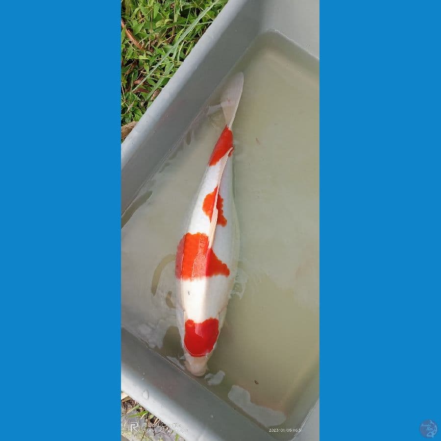 indukan kohaku cetak 45 cm udah hamil 