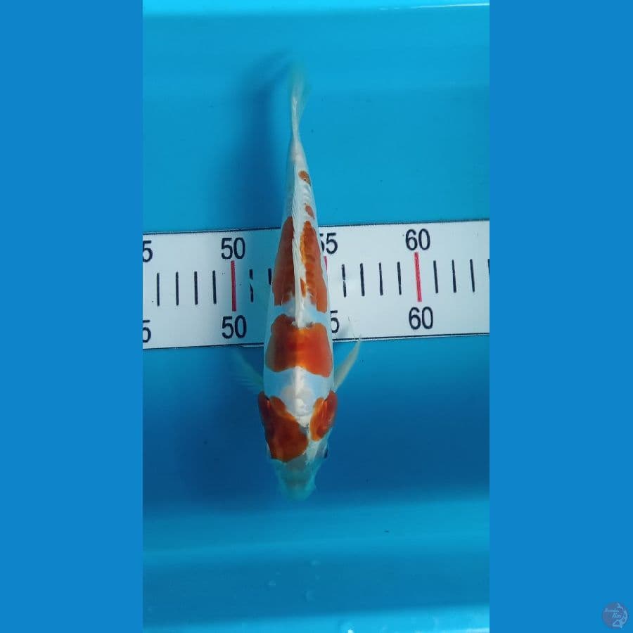 kawarimono A 23cm SQ