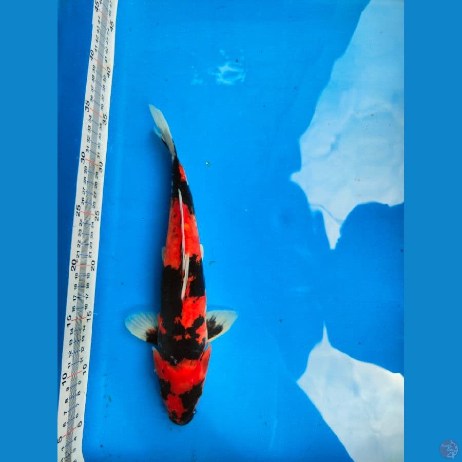 Hi showa, 32cm

*Teliti sebelum melakukan bidding
*Ikan dalam kondisi siap dan siap kirim
*Harga ikan belum termasuk ongkir + packing
*Dilarang keras BID & RUN
*Konfirmasi pemenang 1x24 jam
*Wajib rekpen atau rekber

Lokasi Blitar
Cp 085815920001

Terimak
