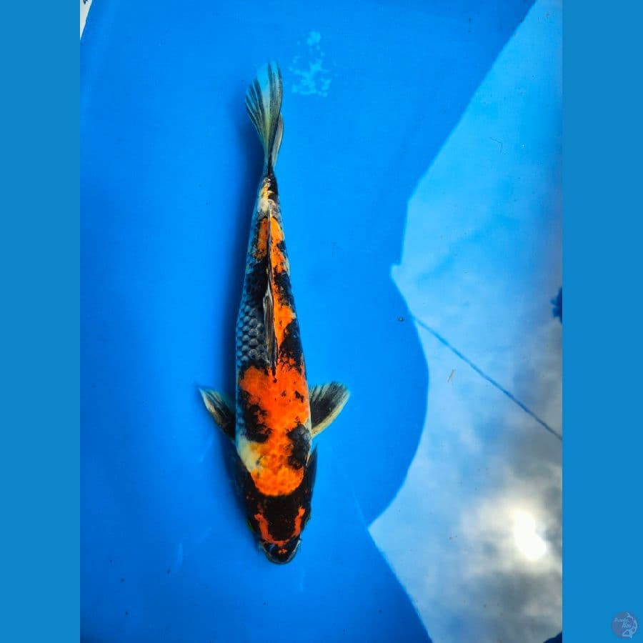 Kin showa, 31cm

*Teliti sebelum melakukan bidding
*Ikan dalam kondisi siap dan siap kirim
*Harga ikan belum termasuk ongkir + packing
*Dilarang keras BID & RUN
*Konfirmasi pemenang 1x24 jam
*Wajib rekpen atau rekber

Lokasi Blitar
Cp 085815920001

Terima