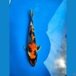Kin showa, 31cm

*Teliti sebelum melakukan bidding
*Ikan dalam kondisi siap dan siap kirim
*Harga ikan belum termasuk ongkir + packing
*Dilarang keras BID & RUN
*Konfirmasi pemenang 1x24 jam
*Wajib rekpen atau rekber

Lokasi Blitar
Cp 085815920001

Terima