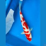 Kohaku, 37cm

*Teliti sebelum melakukan bidding
*Ikan dalam kondisi siap dan siap kirim
*Harga ikan belum termasuk ongkir + packing
*Dilarang keras BID & RUN
*Konfirmasi pemenang 1x24 jam
*Wajib rekpen atau rekber

Lokasi Blitar
Cp 085815920001

Terimakas