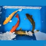 Mix penjinak, 30-35cm

*Teliti sebelum melakukan bidding
*Ikan dalam kondisi siap dan siap kirim
*Harga ikan belum termasuk ongkir + packing
*Dilarang keras BID & RUN
*Konfirmasi pemenang 1x24 jam
*Wajib rekpen atau rekber

Lokasi Blitar
Cp 085815920001

