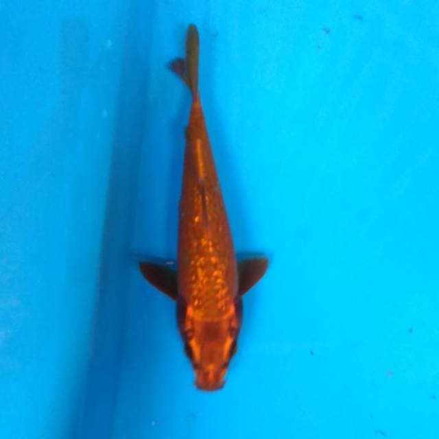 CHAGOI TEMBAGA  GINRIN
