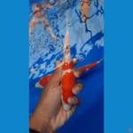 kohaku 21 cm