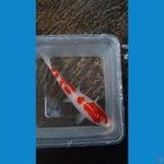 kohaku 22 cm