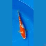 kohaku 25cm