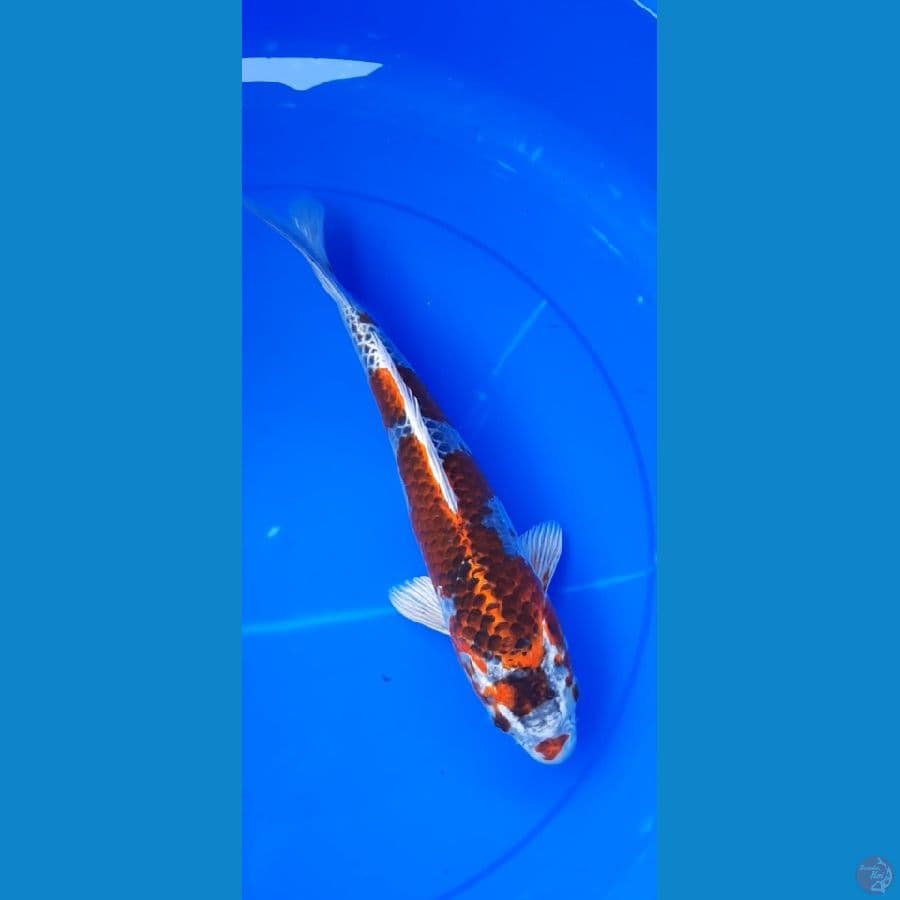 beni ginga 34cm .fm