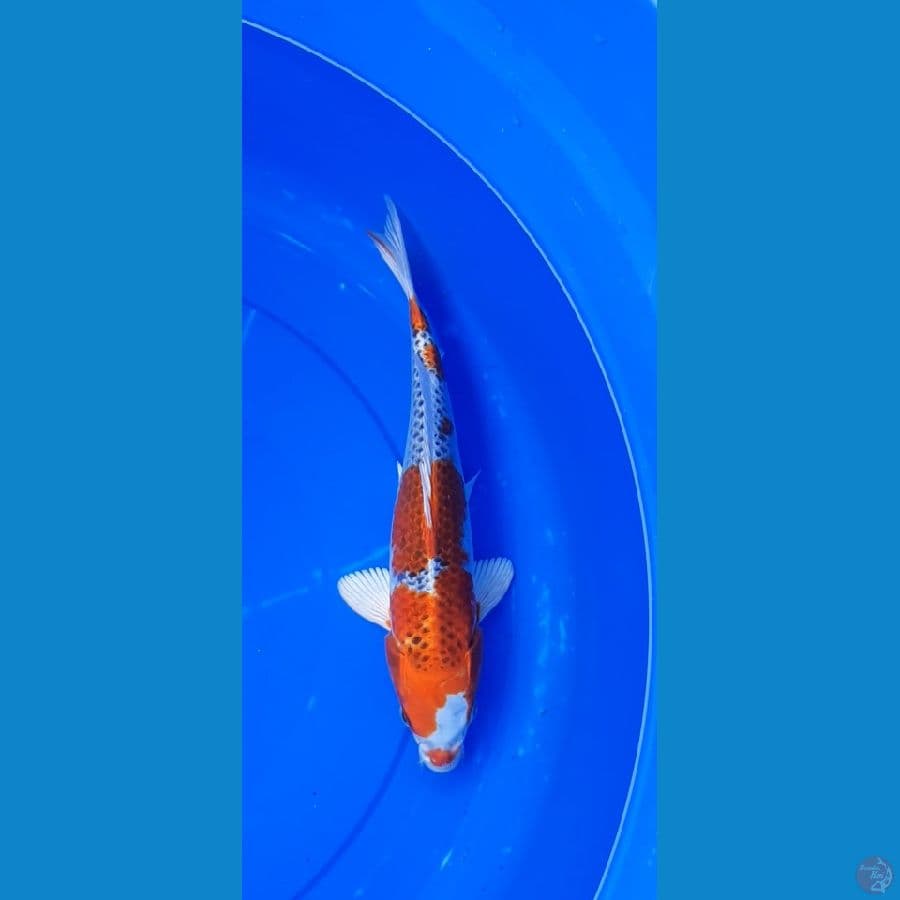kujaku 32cm .M