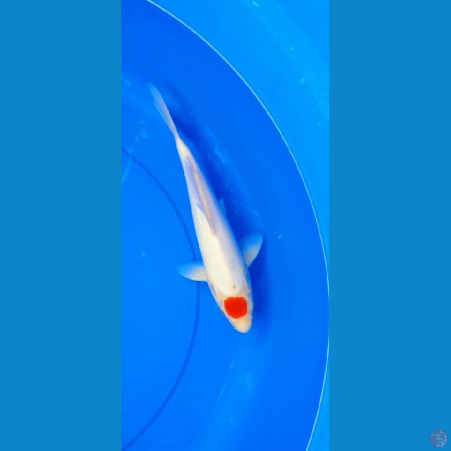tanco kohaku 29cm/30bu .fm