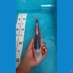 Asagi Jumbo Tosai Calon Punuk 32cm
