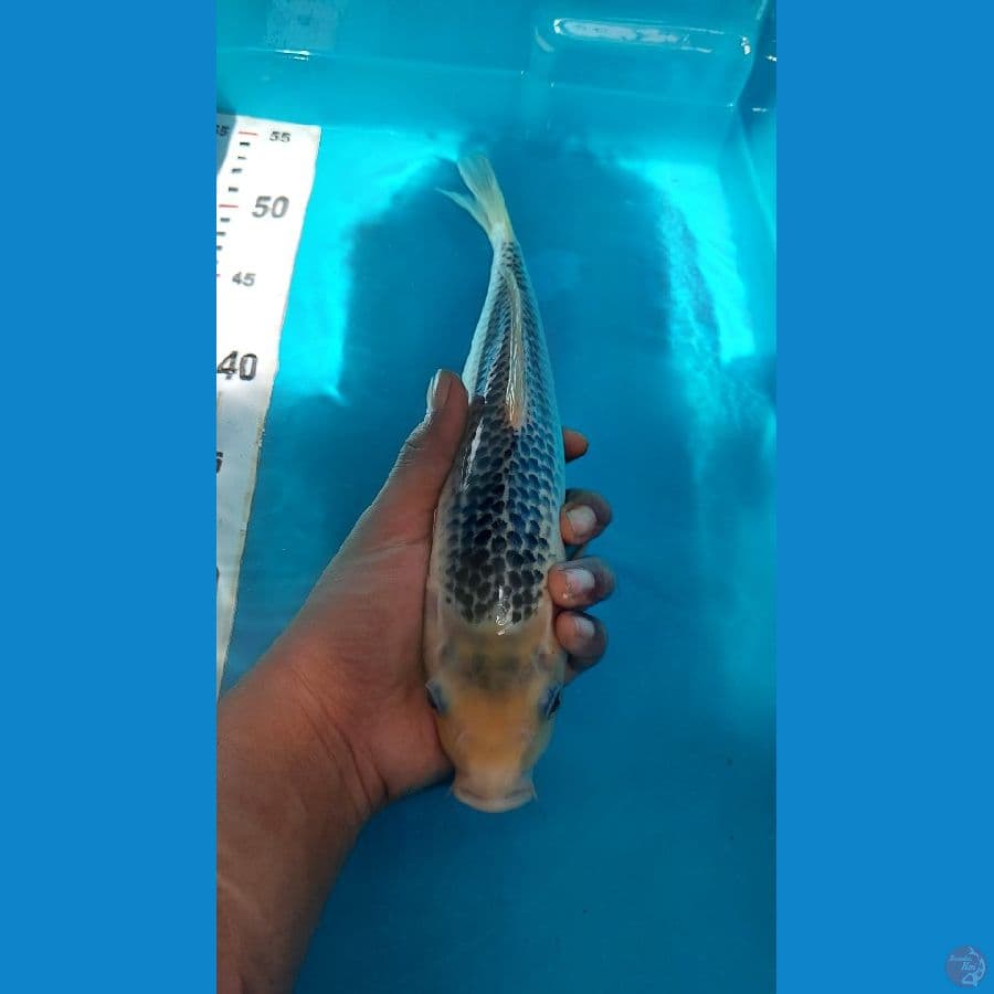 Asagi Calon Punuk 28cm