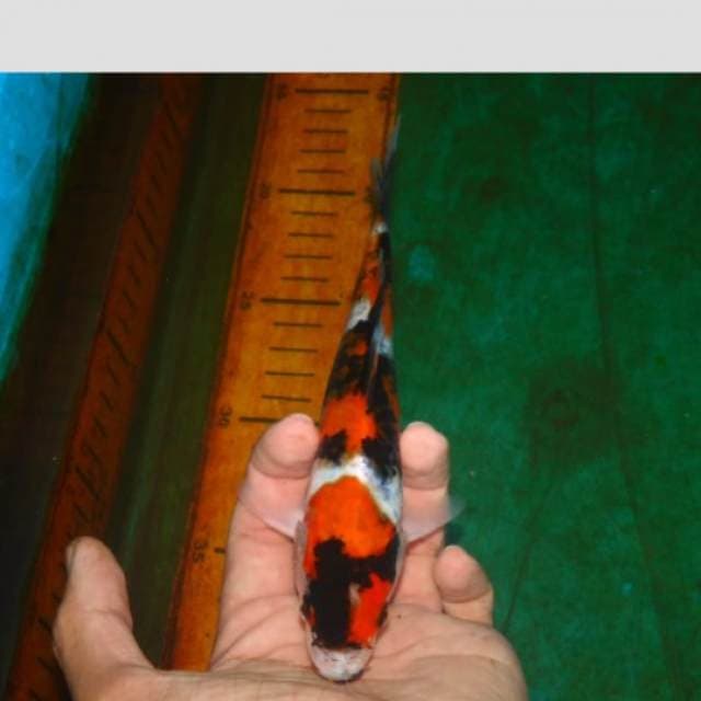 showa garang 25cm