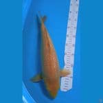 cagoi caramel size 42cm famele