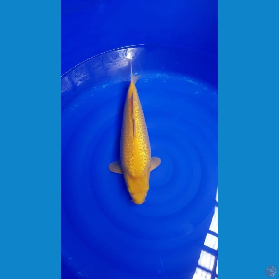 Karasi fuull ginrin 41cm body badak punuk unta