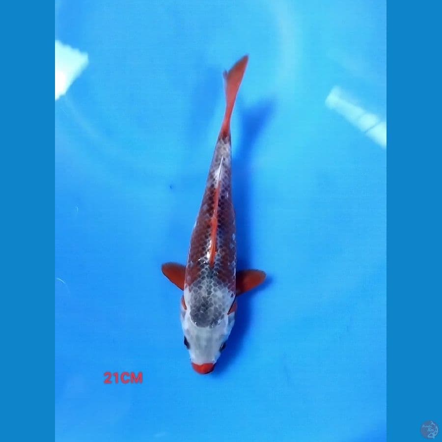Kanoko Asagi 21CM
