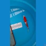 Kohaku 23 cm 
