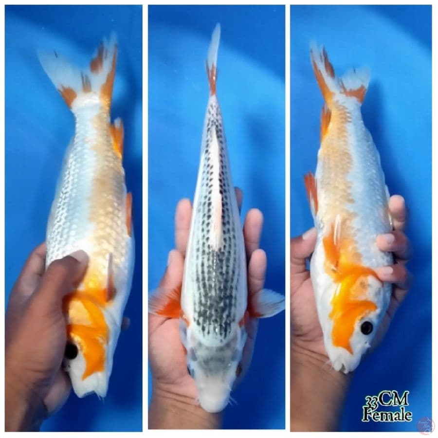 Konjo Asagi 33CM FM