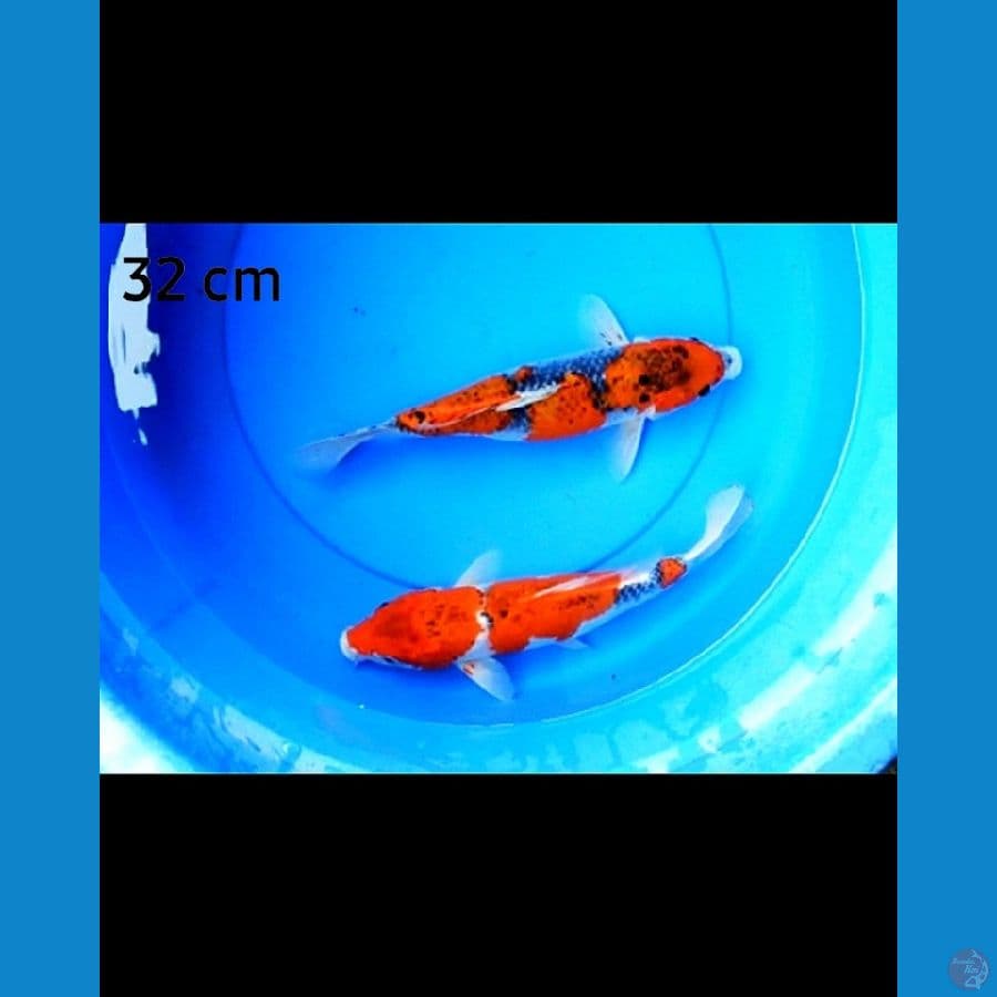 Goshiki strong 32 cm