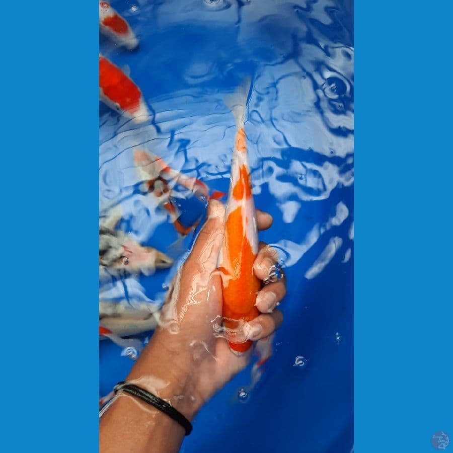 kohaku 21 cm