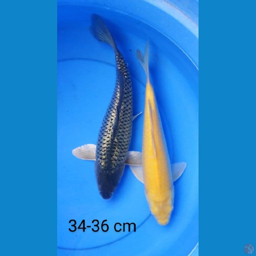 black diamond & karashi mt mrh 34-36 cm