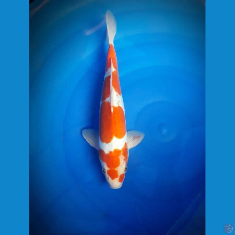 Kohaku doitsu male strong 36 cm