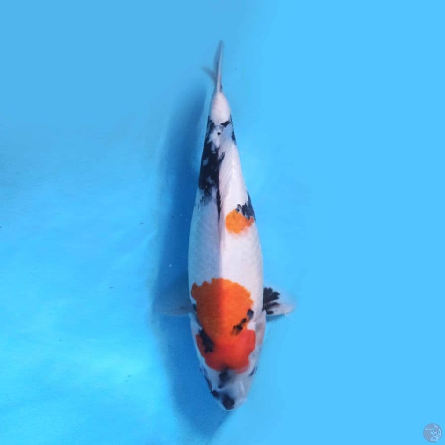 Showa Kindai 40 cm