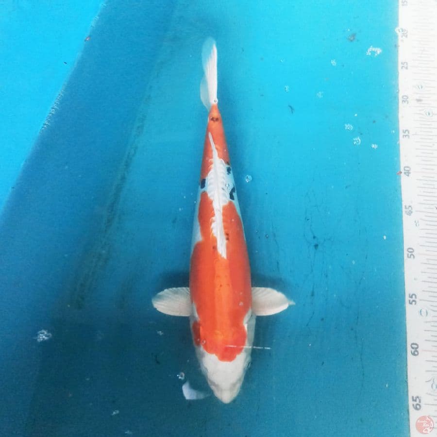 Hesei Nishiki 37 cm