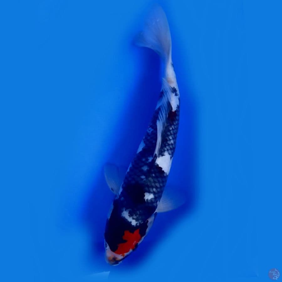TC Matsukawabake 35cm male