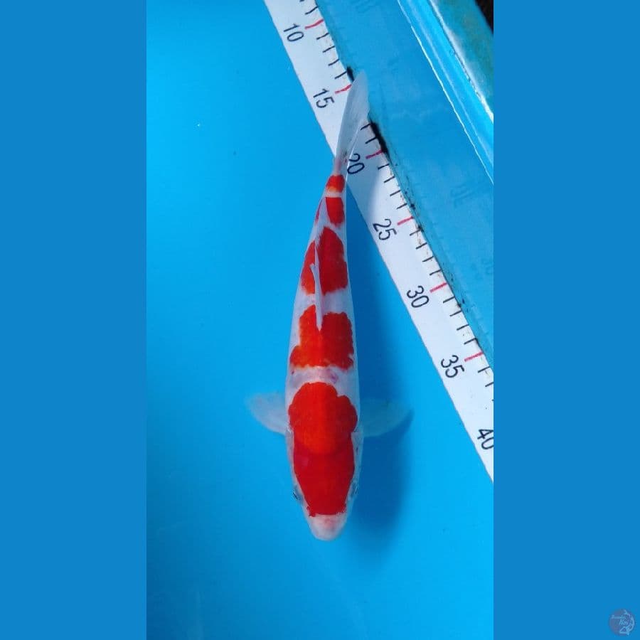 Kohaku Cut kering M30cm