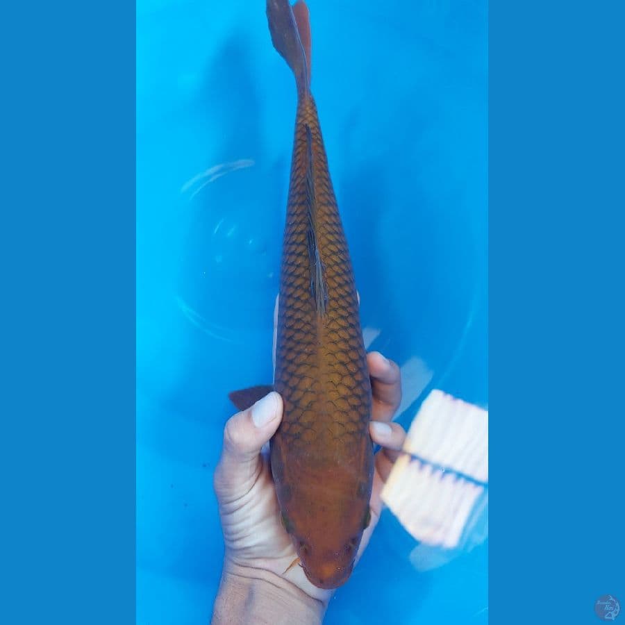 37-43cm 6 ekor