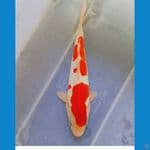 Kohaku Doit SQ strong