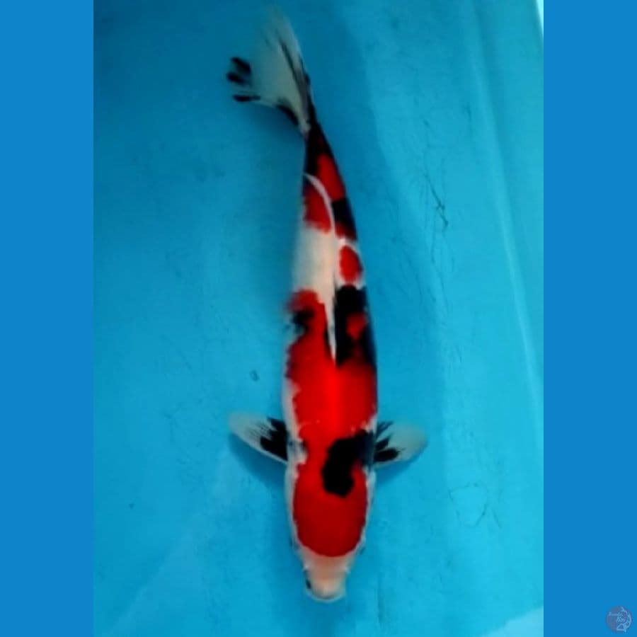 SHOWA 32CM