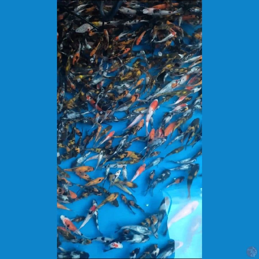Bibit Showa Sanke Mix Ginrin 300 ekor