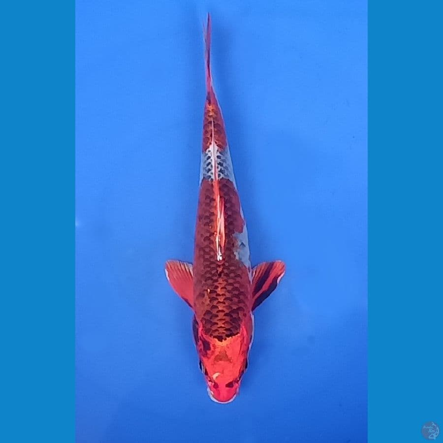 Kujaku | 26cm