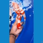 kohaku 18 cm