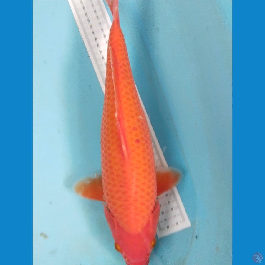 red karasi 38cm