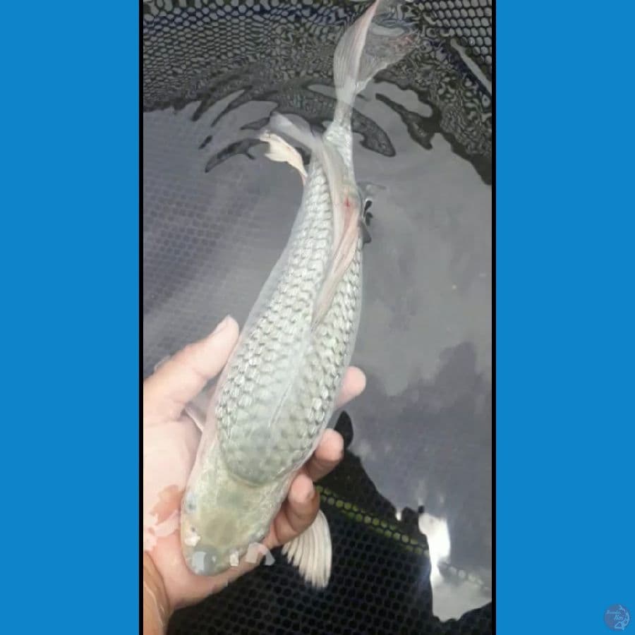 soragoi ginrin berpunuk kumpay 32 cm