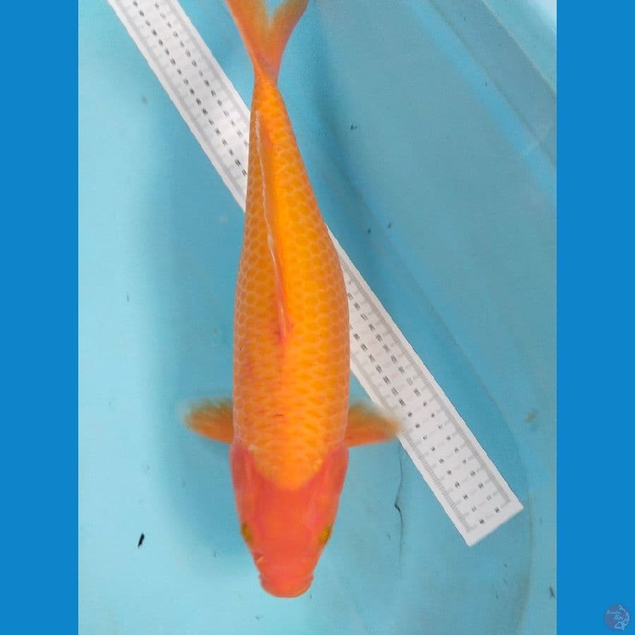 karasi 43cm