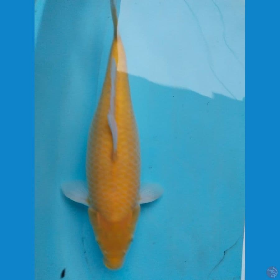 karasi 41cm