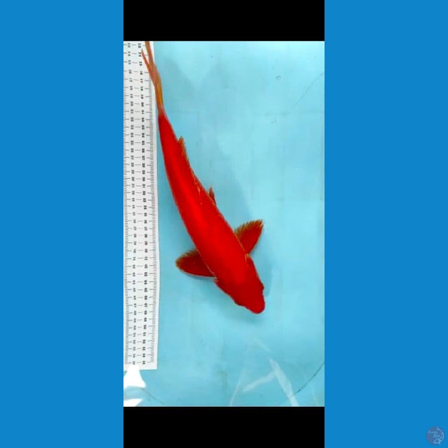 redkarasi 37cm