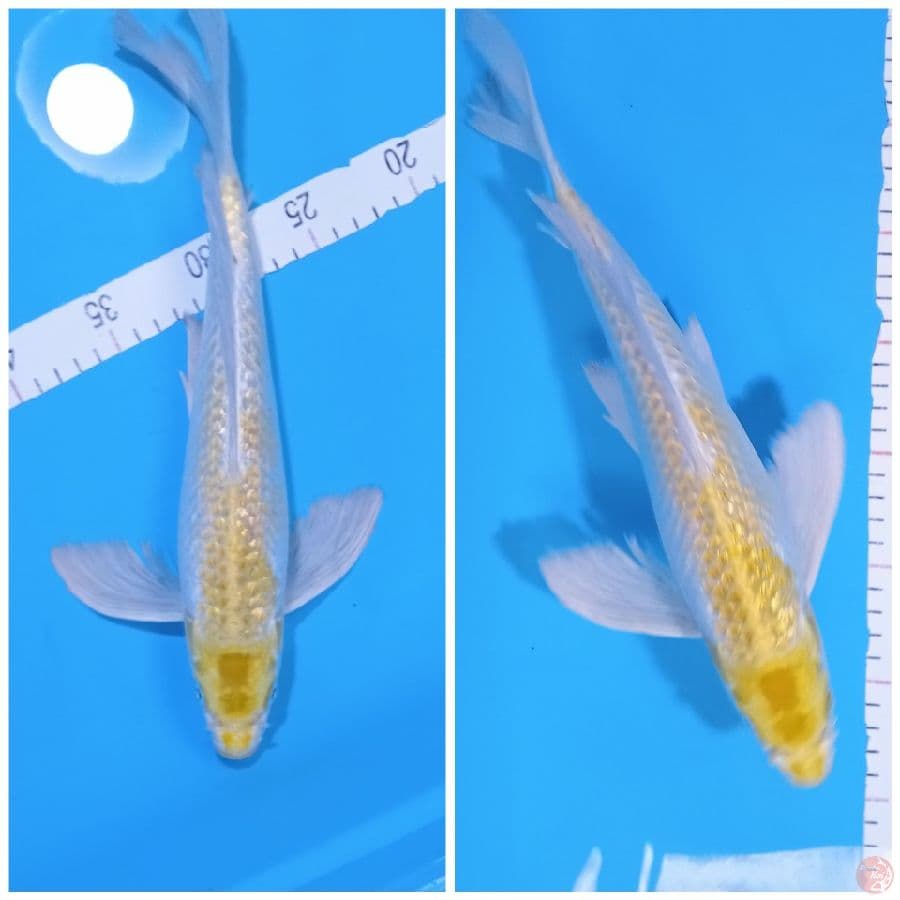 HARIWAKE 30 CM
