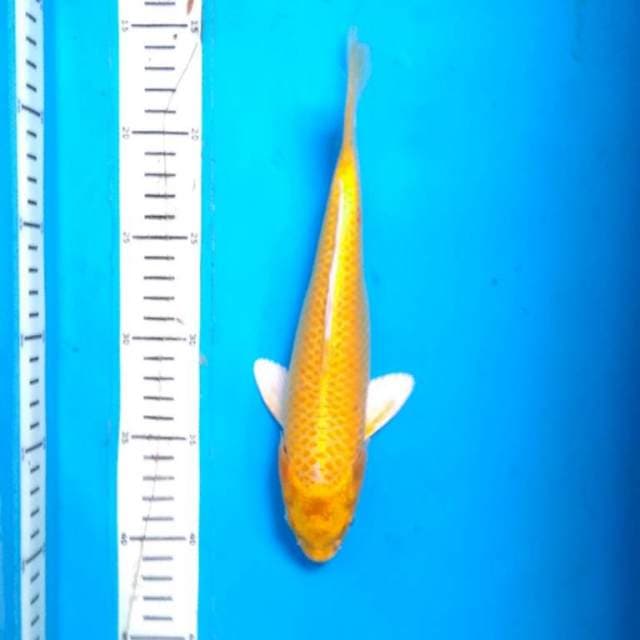 YAMABUKI Ogon