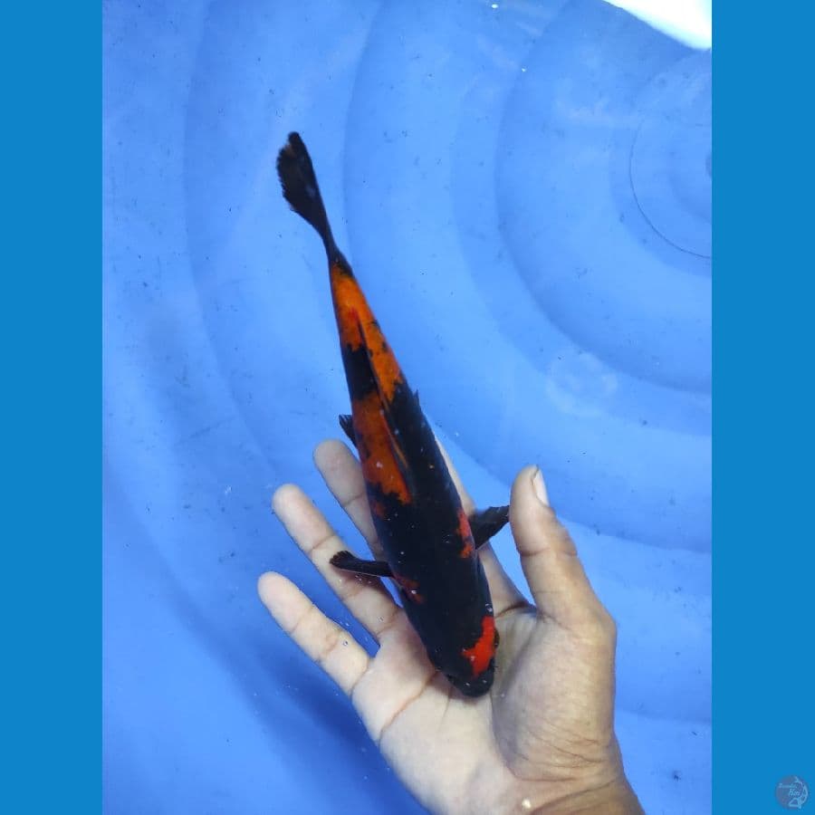 hiutsuri tembus perut 20cm