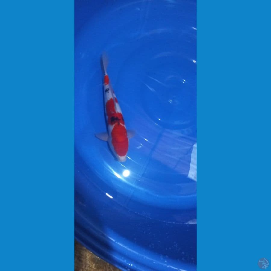 sanke 39 cm male